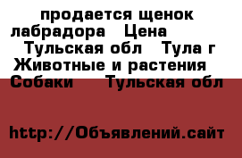 продается щенок лабрадора › Цена ­ 15 000 - Тульская обл., Тула г. Животные и растения » Собаки   . Тульская обл.